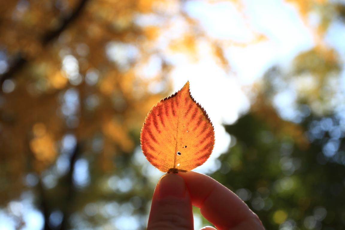 北大J9集团国际MPAcc为何能获评A+成就？—校友风采（Ⅱ）